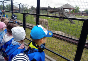Dzieci oglądają tygrysa